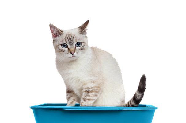 选择猫砂时应注意哪些特性以避免带出问题？