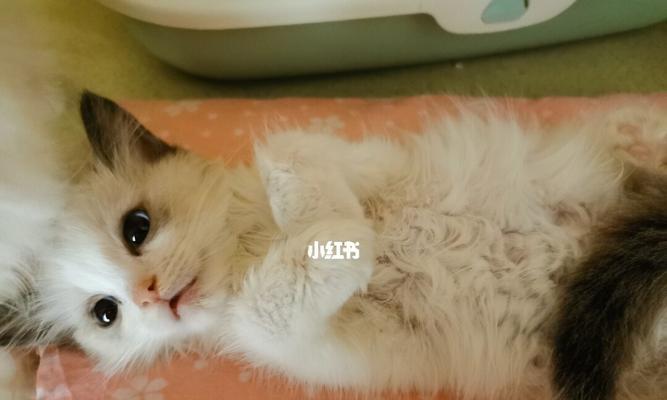 猫腹水是由什么原因引起的？如何预防和治疗？