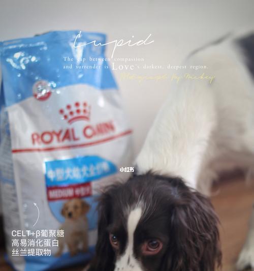 史宾格犬种是否必须依赖狗粮？替代食品有哪些选择？