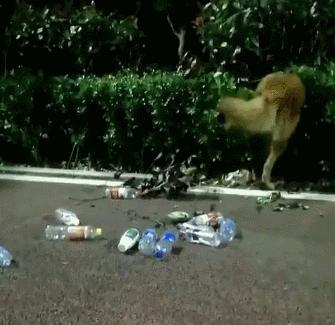 自制狗粮怎么做？适合金毛犬的食谱有哪些常见问题？