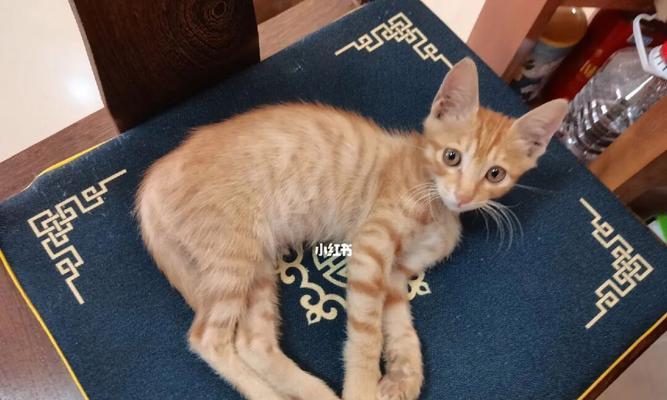 四个月的小猫吃什么好？喂养四个月小猫的正确方法是什么？