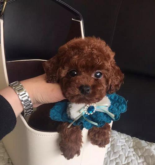 泰迪狗撑着了怎么办？如何处理狗狗消化不良？