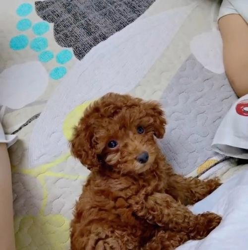 泰迪狗狗突然不理人了怎么办？常见原因及解决方法是什么？