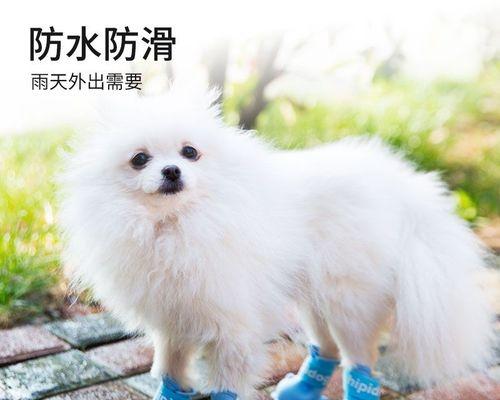 泰迪狗狗突然不理人了怎么办？常见原因及解决方法是什么？