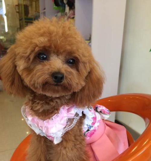 泰迪狗狗犯错怎么办？如何纠正狗狗的不良行为？