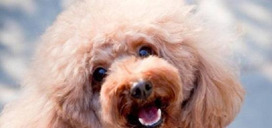 泰迪狗狗犯错怎么办？如何纠正狗狗的不良行为？