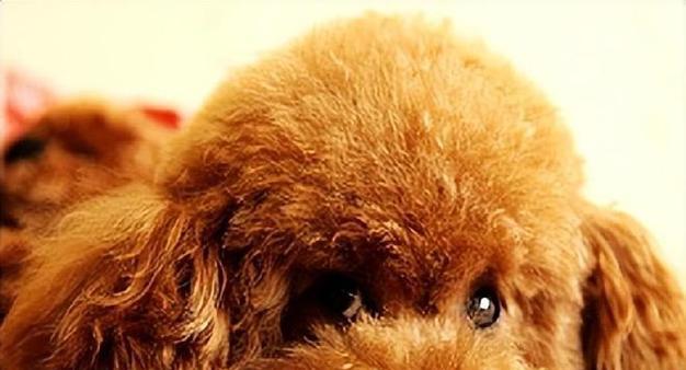 泰迪狗狗犯错怎么办？如何纠正狗狗的不良行为？