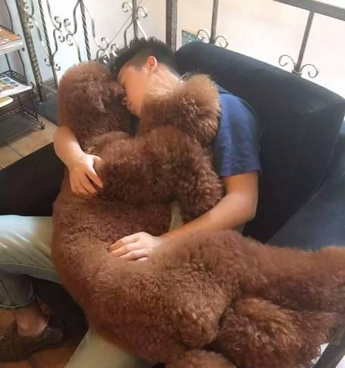 泰迪狗狗能吃西瓜吗？吃瓜对狗狗健康有影响吗？