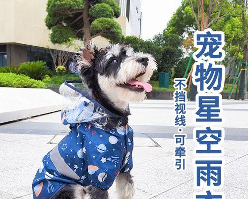 泰迪狗狗突然害怕我怎么办？如何重建信任关系？