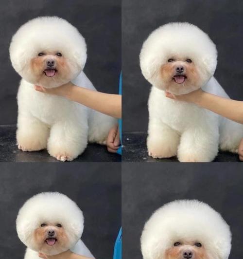 泰迪狗狗月经期间如何护理？常见问题解答？