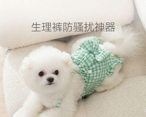 泰迪狗狗月经期间如何护理？常见问题解答？