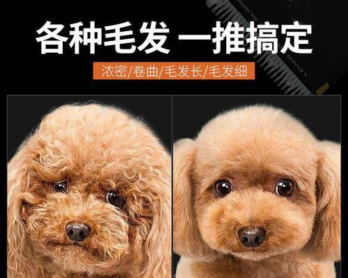 泰迪狗脸上毛脱落怎么办？如何护理和预防？