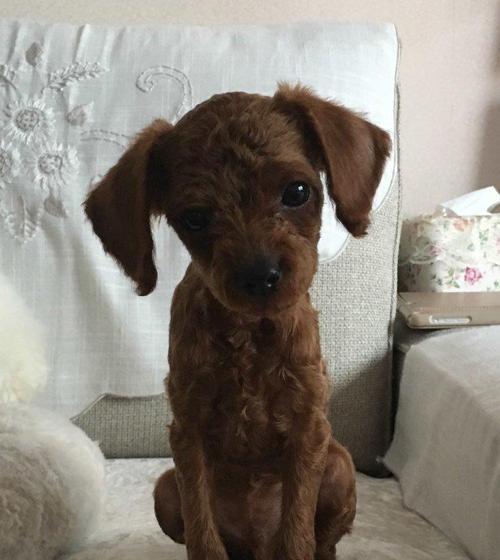 泰迪配狗肩高差多少？如何测量泰迪犬的肩高？
