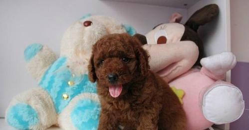 泰迪犬吃虾会怎么样？对健康有何影响？