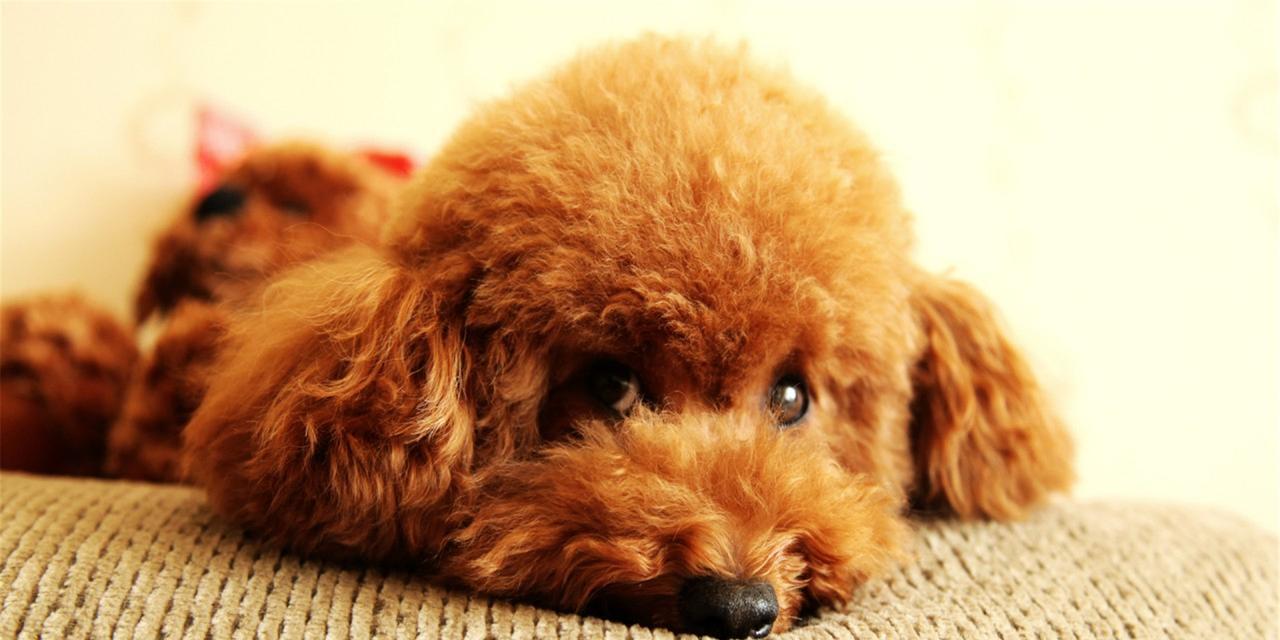 泰迪犬抽筋了怎么办？如何快速缓解症状？