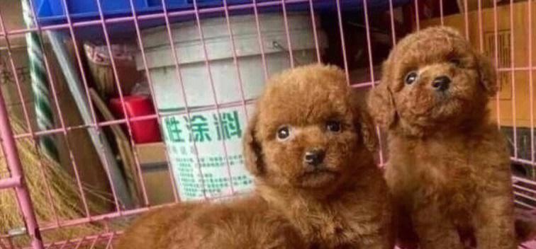 泰迪犬刚出生怎么养？新手养小狗的注意事项有哪些？