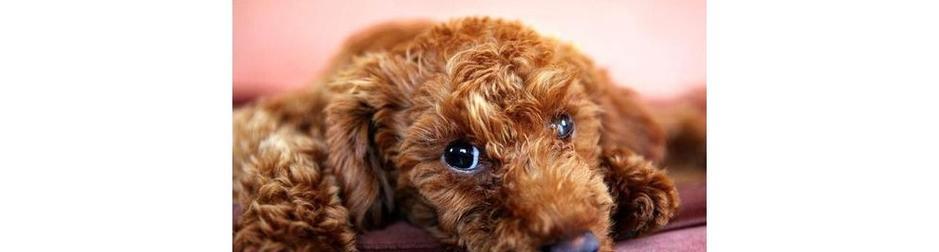 泰迪犬可以什么原因导致不适？常见症状有哪些？