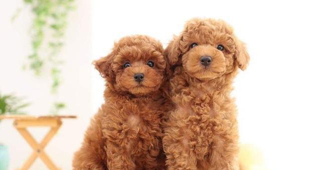 泰迪犬即将分娩有哪些征兆？如何准备？