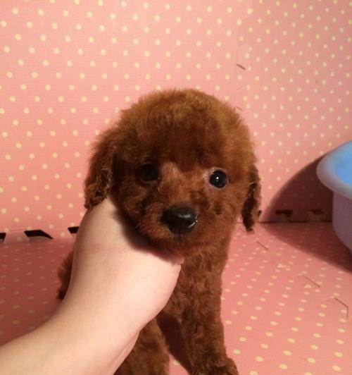 泰迪犬即将分娩有哪些征兆？如何准备？