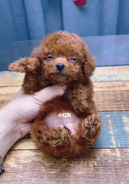 泰迪犬即将分娩有哪些征兆？如何准备？