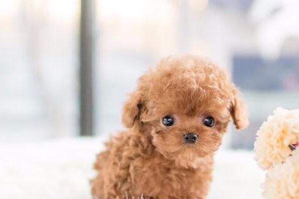 泰迪犬是什么时候被培育出来的？起源和历史有哪些？