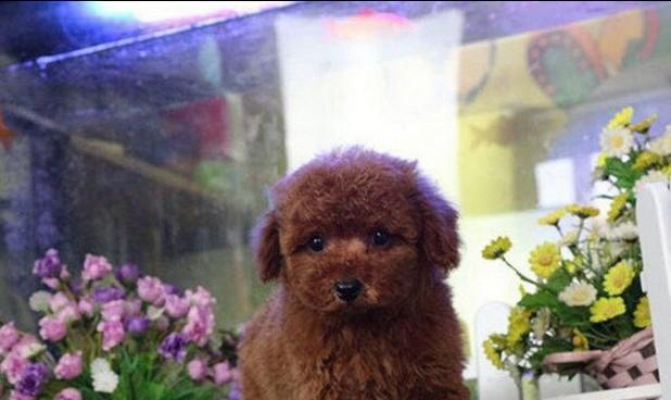 泰迪犬是什么时候被培育出来的？起源和历史有哪些？