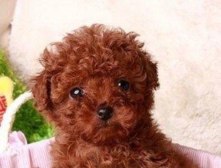 泰迪犬需要什么东西？必备物品清单大公开！