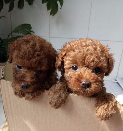 泰迪犬需要什么东西？必备物品清单大公开！