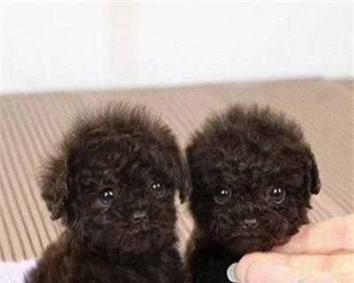 泰迪犬走路困难怎么办？如何训练泰迪犬正常行走？