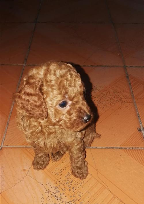 泰迪犬断尾操作指南：如何正确系线断尾？