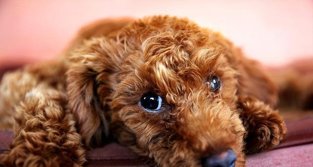 泰迪幼犬吃撑了会怎样？如何预防和处理？