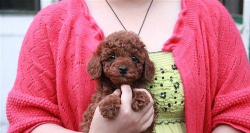 泰迪幼犬多少天需要进行驱虫？驱虫的最佳时间是什么时候？
