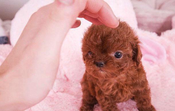 泰迪幼犬多少天需要进行驱虫？驱虫的最佳时间是什么时候？