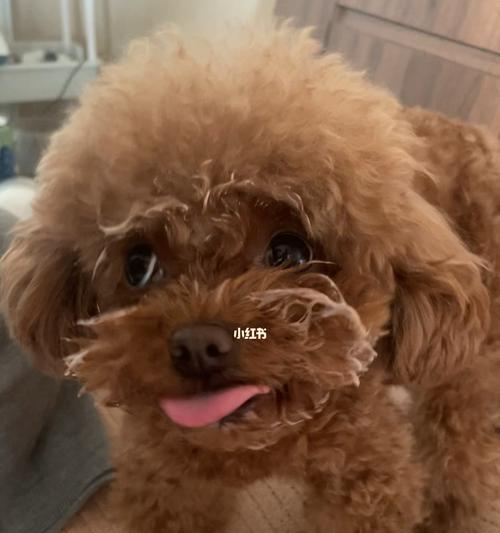泰迪幼犬适合喝什么酸奶？酸奶对泰迪幼犬有哪些好处？