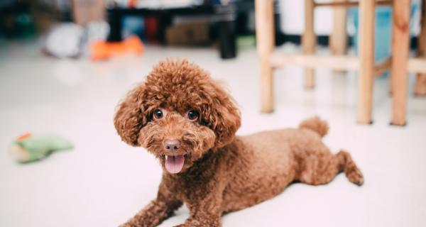 泰迪幼犬适合喝什么酸奶？酸奶对泰迪幼犬有哪些好处？