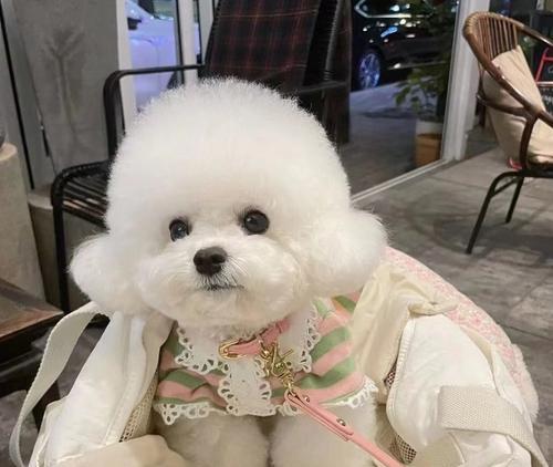 天津哪里可以带狗狗？适合宠物的公园和餐厅有哪些？