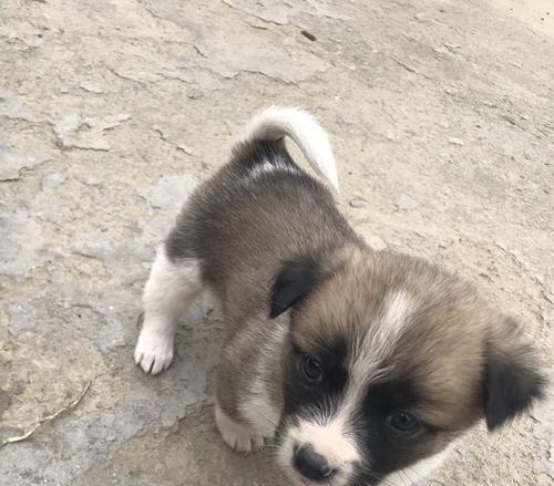 土狗狗仔哪里可以买到？购买时需要注意什么？