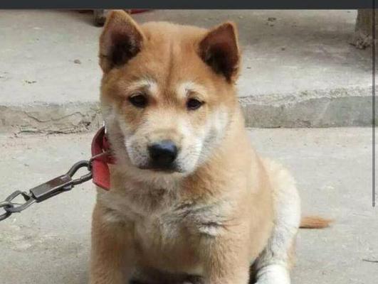 土狗狗仔哪里可以买到？购买时需要注意什么？