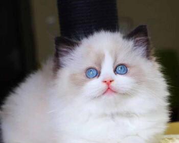 布偶猫价格高昂的原因是什么？购买时需要注意哪些事项？