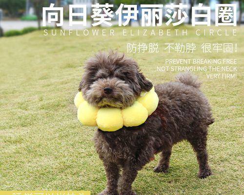 大狗为什么总喜欢舔小猫？这种行为背后的含义是什么？