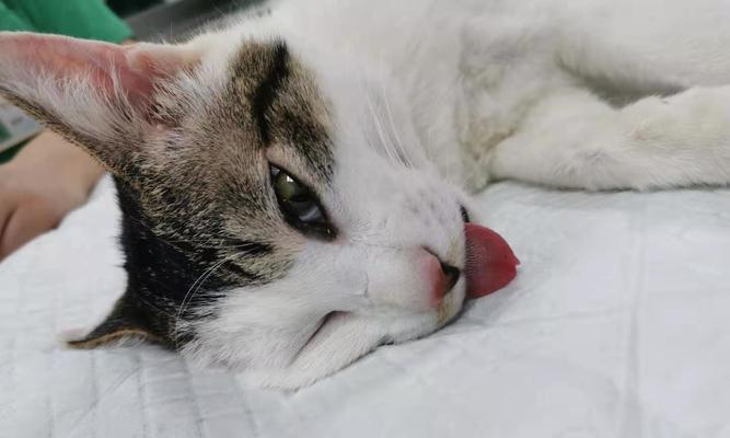 猫咪绝育的必要性是什么？会给宠物带来哪些好处？
