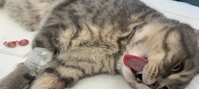 猫咪绝育的必要性是什么？会给宠物带来哪些好处？