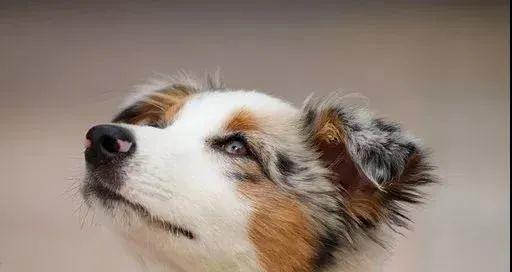狗的鼻子为什么这么灵敏？嗅觉背后的科学解释是什么？