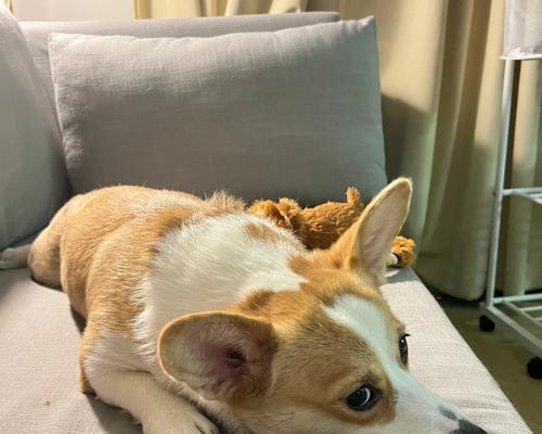 狗狗不高兴的原因是什么？如何识别和改善它们的情绪？