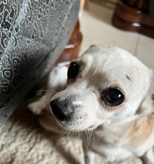 狗狗不高兴的原因是什么？如何识别和改善它们的情绪？