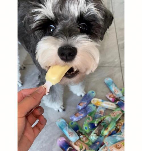 狗能吃羊奶酪吗？羊奶酪对狗狗的健康影响是什么？