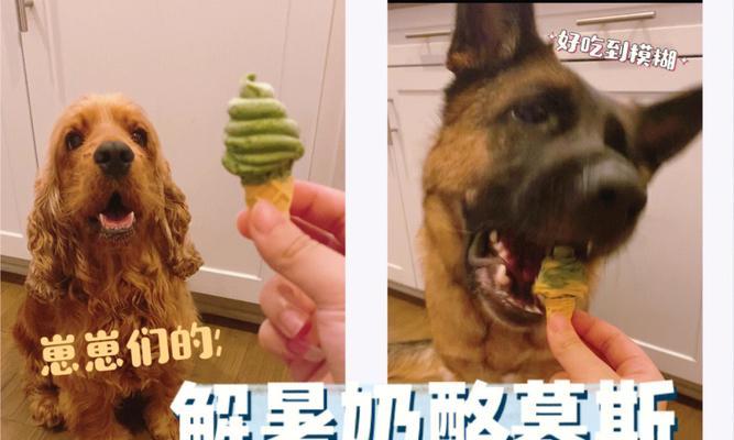 狗能吃羊奶酪吗？羊奶酪对狗狗的健康影响是什么？