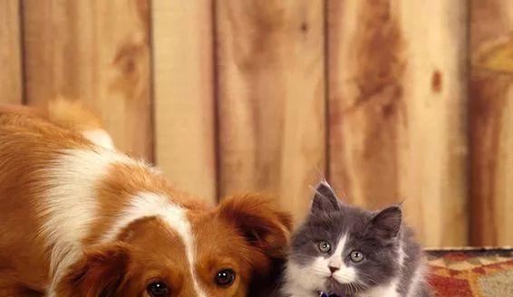 为什么狗总是被猫欺负？揭秘宠物间的微妙关系！