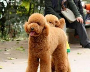 贵宾犬毛发长的原因是什么？如何护理？