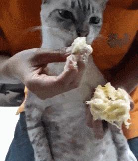 为什么会给猫打出屎？了解猫咪排泄异常的原因和解决方法